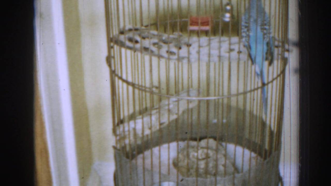Blue-and-white budgerigar perched inside a round wire cage with a red feeder.