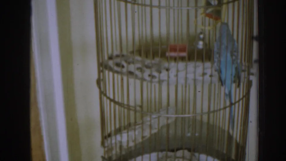 1963 New Jersey 8mm frame showing a blue budgerigar inside a tiered wire birdcage in a home interior.