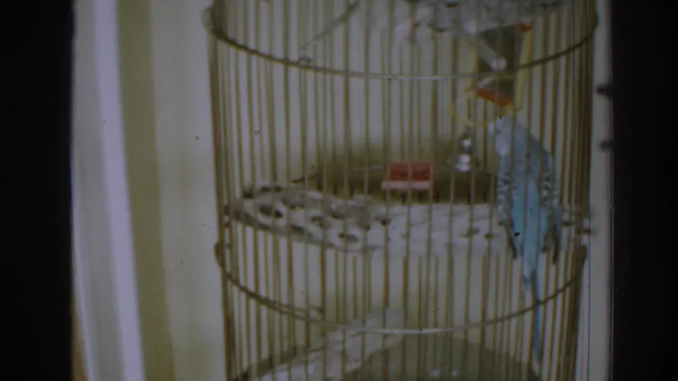 1963 New Jersey home-movie frame of the budgerigar perched in its wire cage against a pale interior wall.