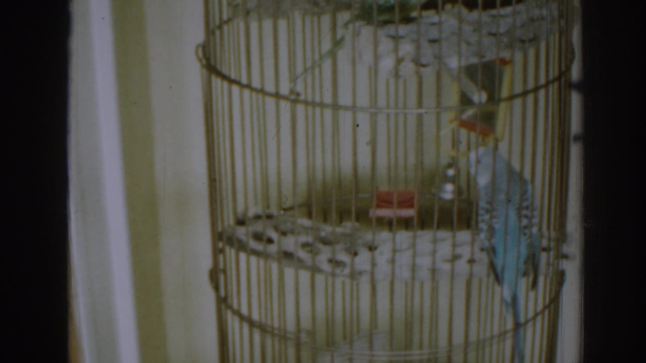 Two parakeets perched inside a tall brown wire cage.