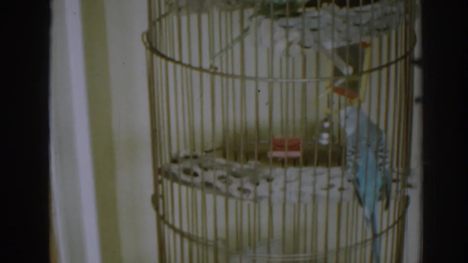 Two parakeets sit on perches in a tall wire cage in 1963 New Jersey home-movie footage.