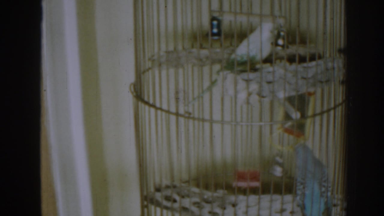 Parakeets inside a wire cage with a red dish and mirror.