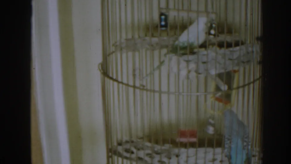 A white parakeet and a blue parakeet perch in a tall cage in color 8mm footage from New Jersey, 1963.