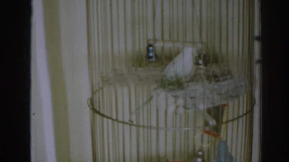 The tall wire cage fills the frame as the two parakeets perch at different heights in the 1963 home movie.