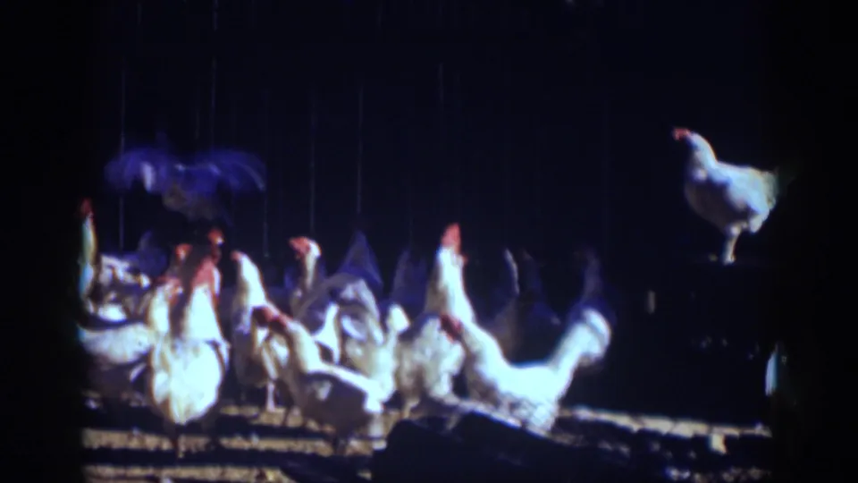 White chickens gather and move in a dark farm enclosure, continuing the Auburn, California rural home-movie scene.