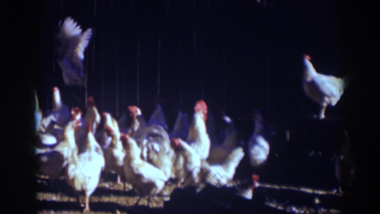 1939 Auburn, California 8mm frame showing white chickens and roosters clustered on a dim coop floor.