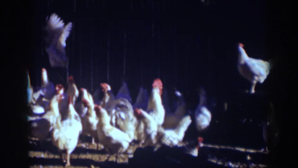 1939 Auburn, California 8mm frame showing white chickens and roosters clustered on a dim coop floor.