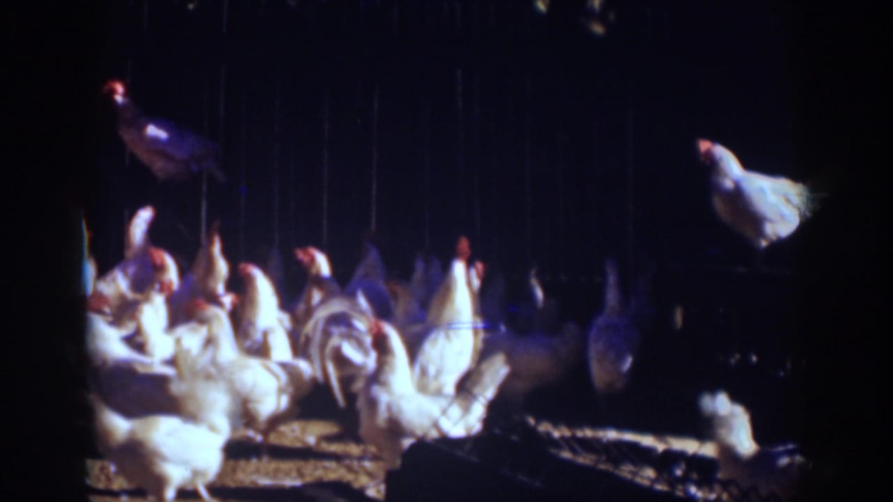 Flock of chickens moving around a dim chicken coop.