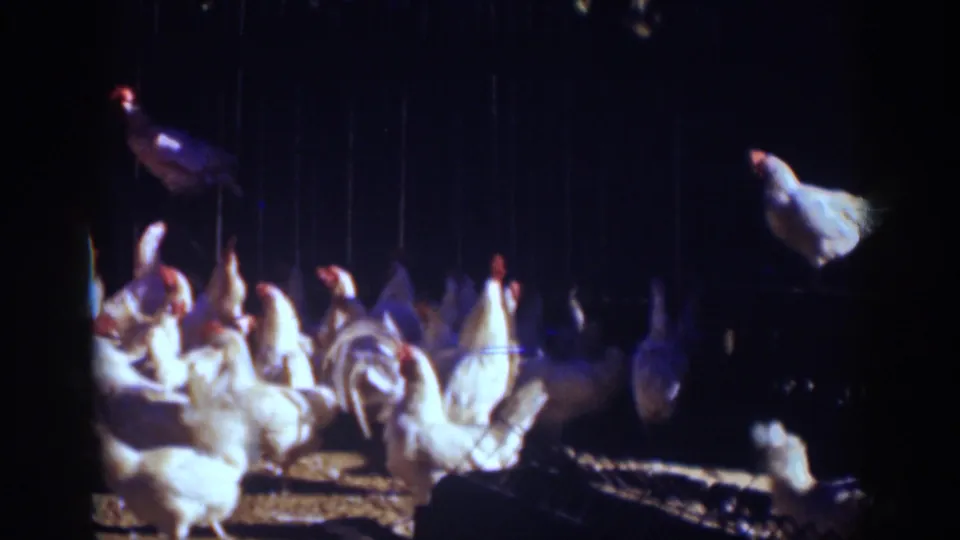 White chickens and roosters move through a dark Auburn, California coop in this 1939 home-movie frame.
