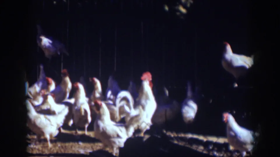 Late-1930s 8mm frame of white chickens and roosters standing, pecking, and clustering inside a dark coop.