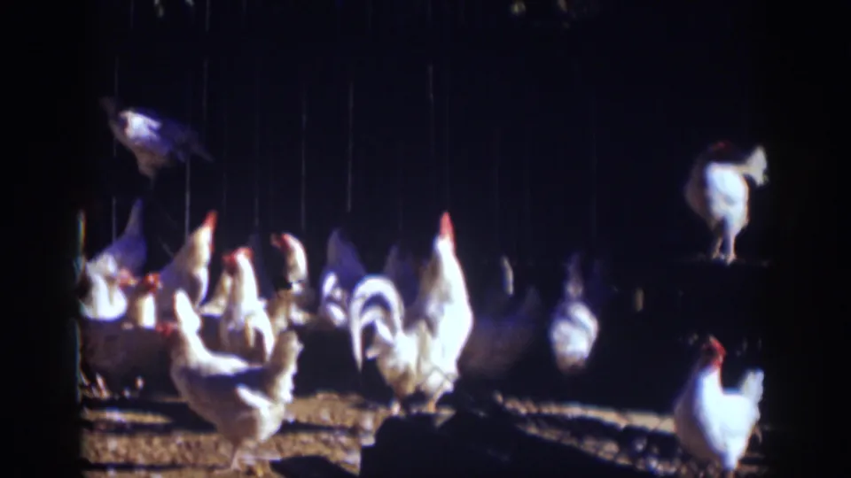 Auburn, California 1939 home-movie frame with white chickens and roosters dispersed across a dim coop interior.