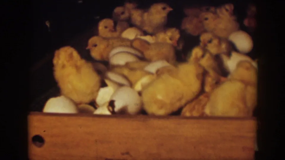 1939 Auburn, California 8mm frame showing yellow chicks clustered with broken eggshells in an open wooden crate.