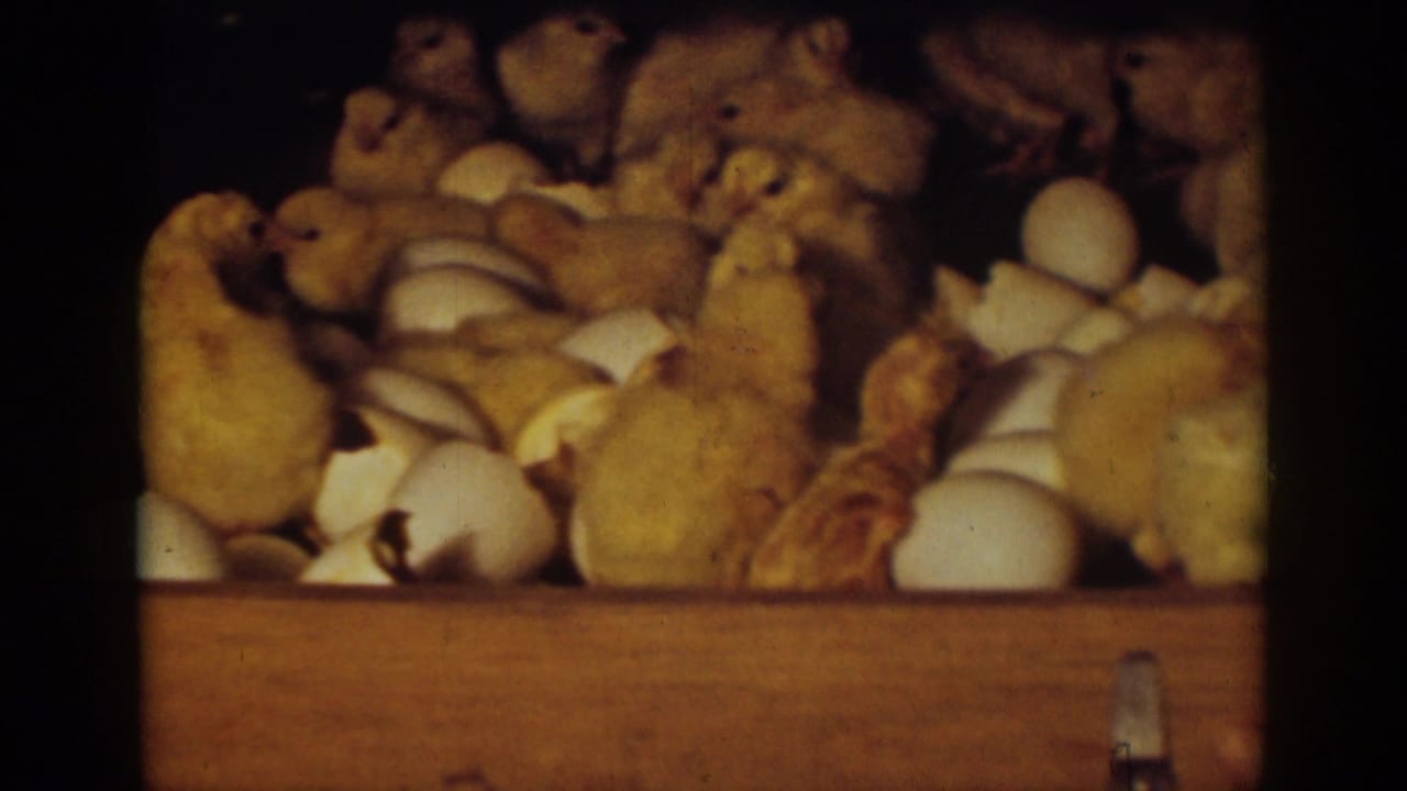 Chicks stand and cluster around scattered eggshells in a wooden crate.