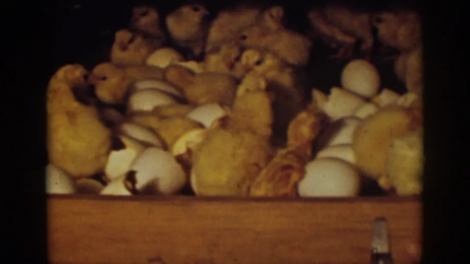 1939 Auburn, California 8mm frame with chicks standing in a crate filled with white eggshells and warm dim light.