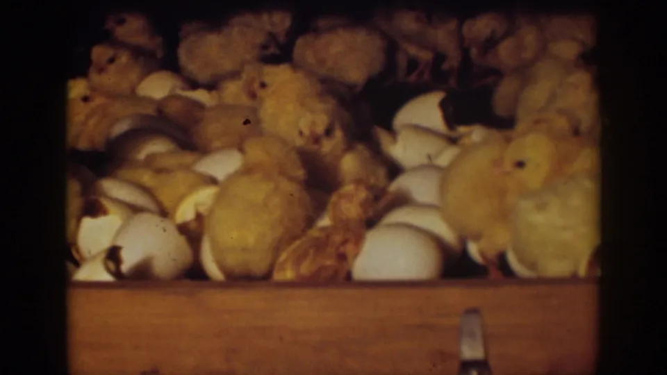 1939 Auburn, California home-movie frame showing a closer crowded view of chicks among broken eggshells in a crate.