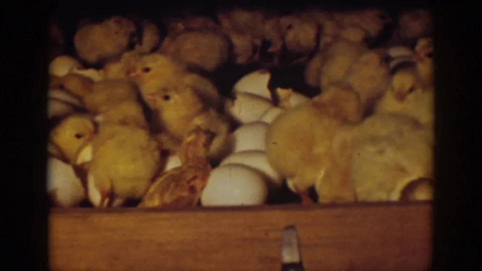 1939 Auburn, California 8mm frame with foreground chicks, broken white shells, and a wooden crate edge in warm light.