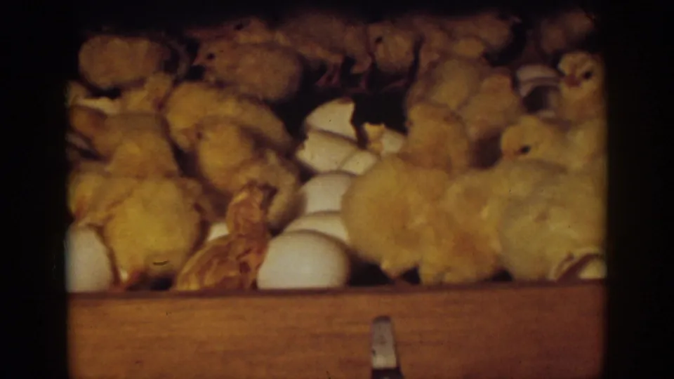 Freshly hatched yellow chicks huddle among white eggs and broken shells in a wooden box, Auburn, California, 1939.