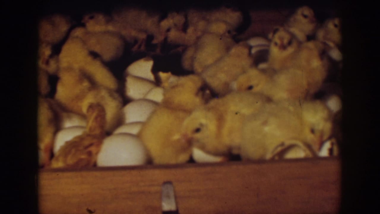 Several yellow chicks press together beside cracked eggs in a wooden enclosure.