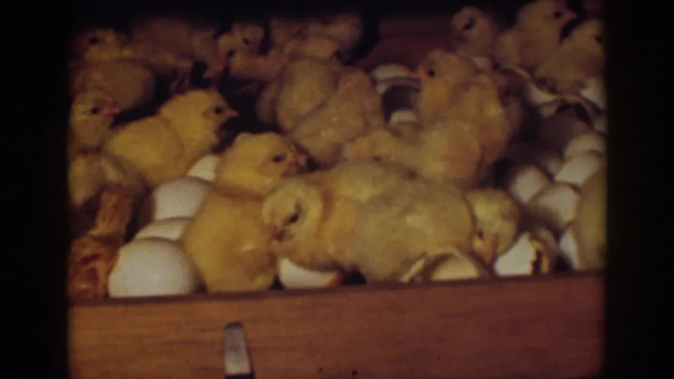 A close 8mm view shows fluffy yellow chicks packed among white eggshells in a wooden box, identified as Auburn, California, 1939.