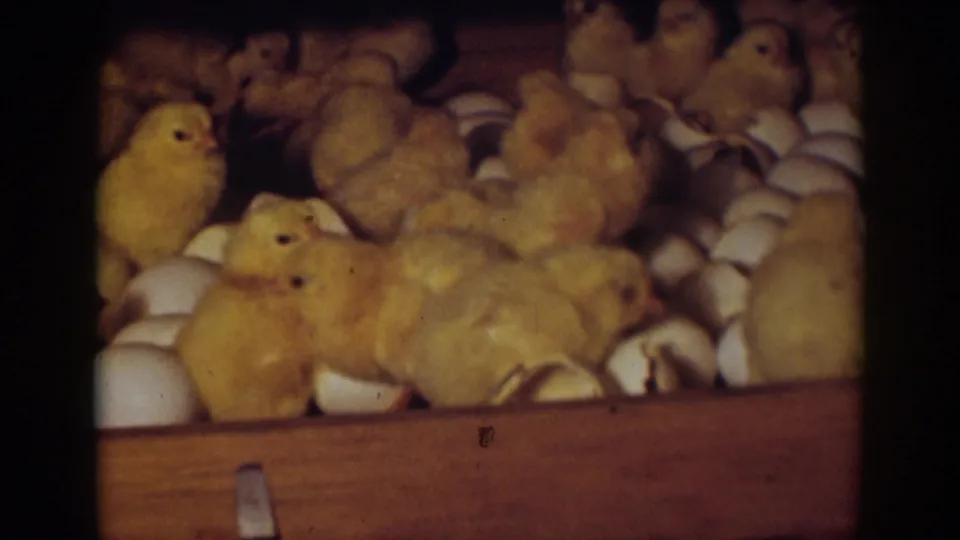 Yellow chicks rest, turn, and peck among white eggshells in a wooden box in 1939 Auburn, California archival home-movie footage.