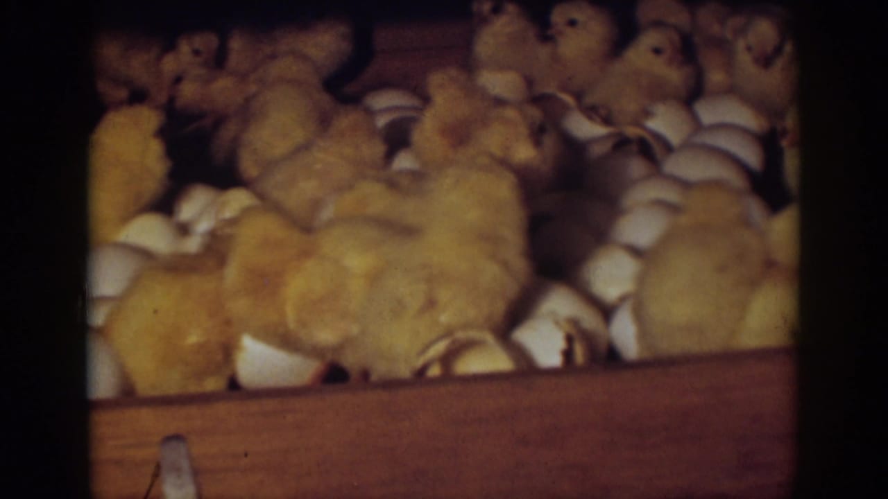 Yellow chicks crowd among cracked eggshells inside a wooden incubator tray.