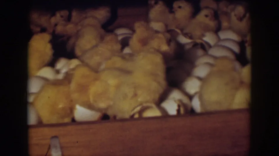 Auburn, California 1939 home-movie frame showing yellow baby chicks clustered with broken eggshells in a wooden incubator.