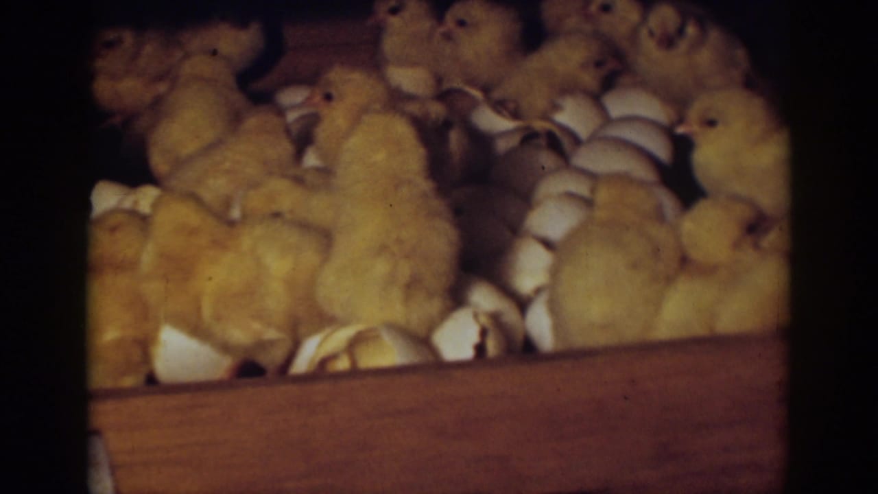 Baby chicks stand and cluster beside broken eggshells in the incubator.