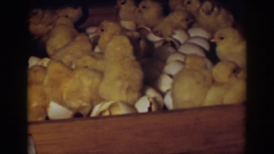 Auburn, California 1939 8mm frame of fluffy chicks standing close together around eggshells inside a wooden incubator.