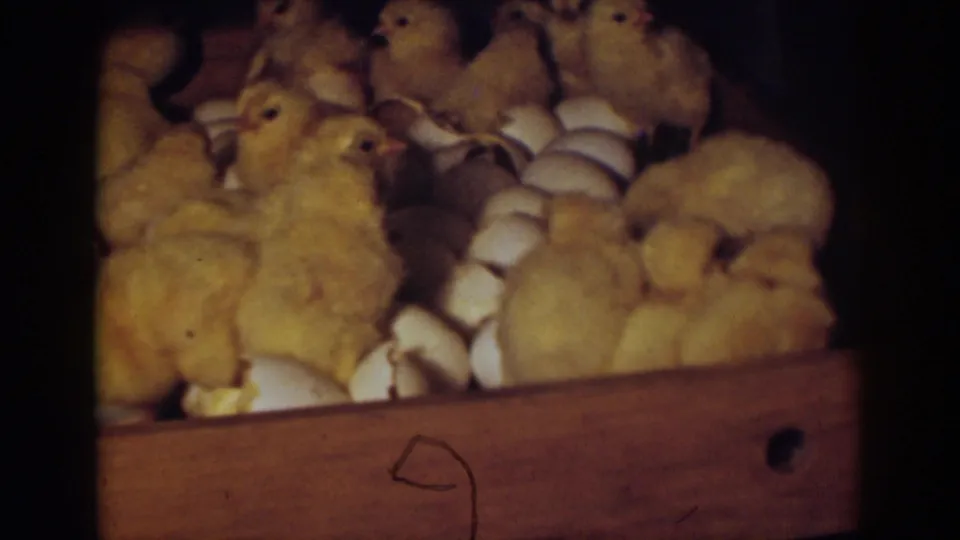 Auburn, California 1939 frame with chicks packed behind a wooden incubator front, surrounded by pale cracked eggshells.
