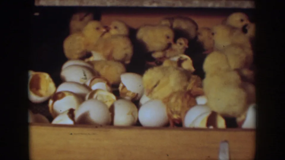 Auburn, California 1939 home-movie frame showing chicks amid numerous broken shells in a warm-toned wooden incubator.