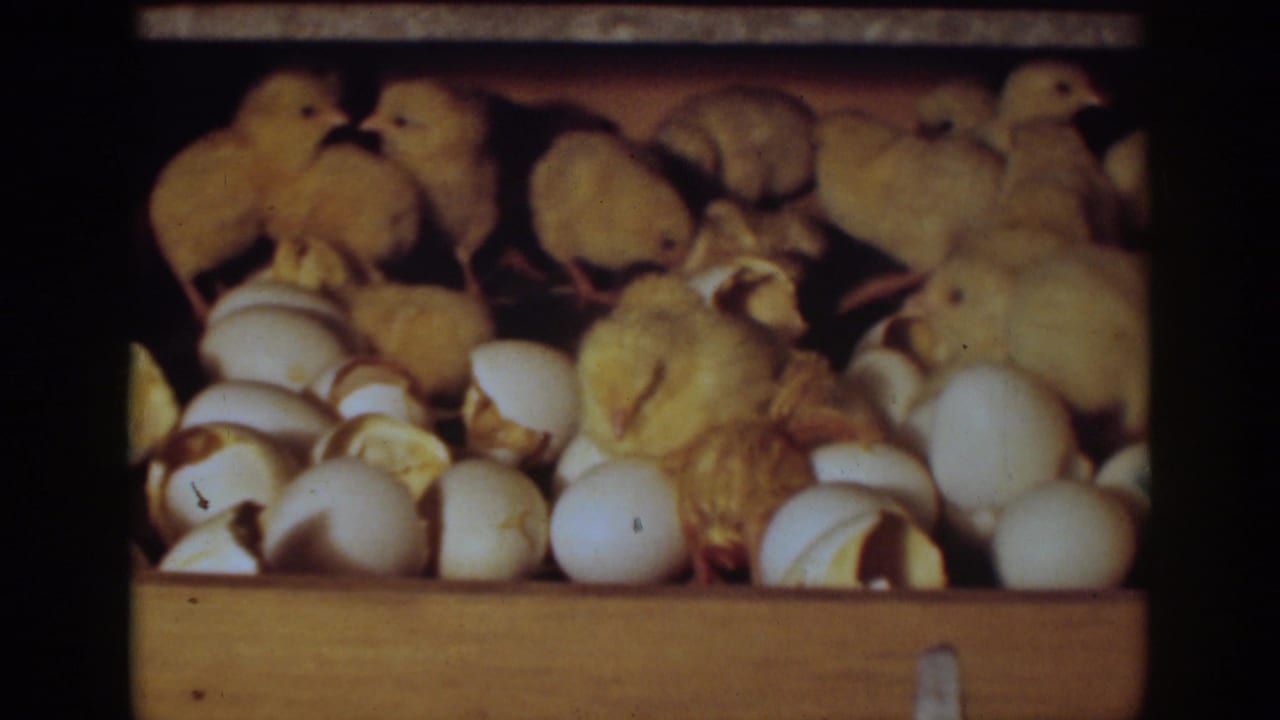 1939 Auburn, California 8mm frame showing newly hatched yellow chicks clustered among white eggs and broken shells in a wooden coop.