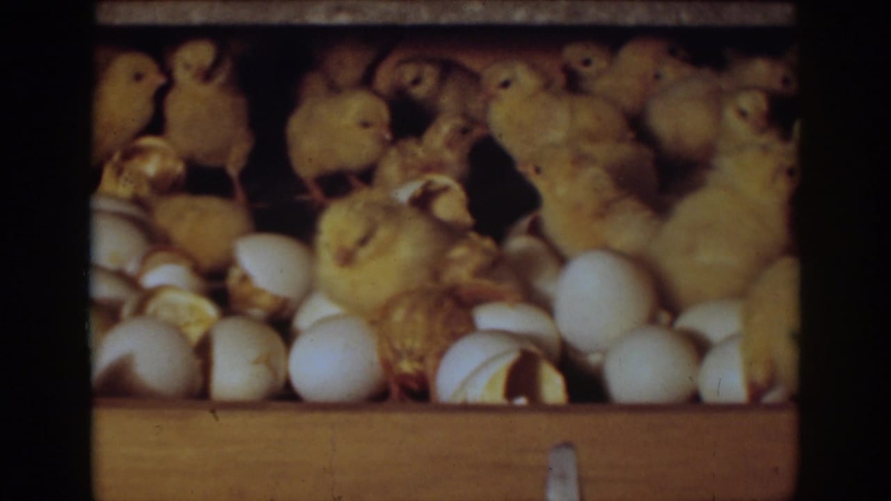 Several yellow chicks crowd around eggs and broken shells inside a coop.
