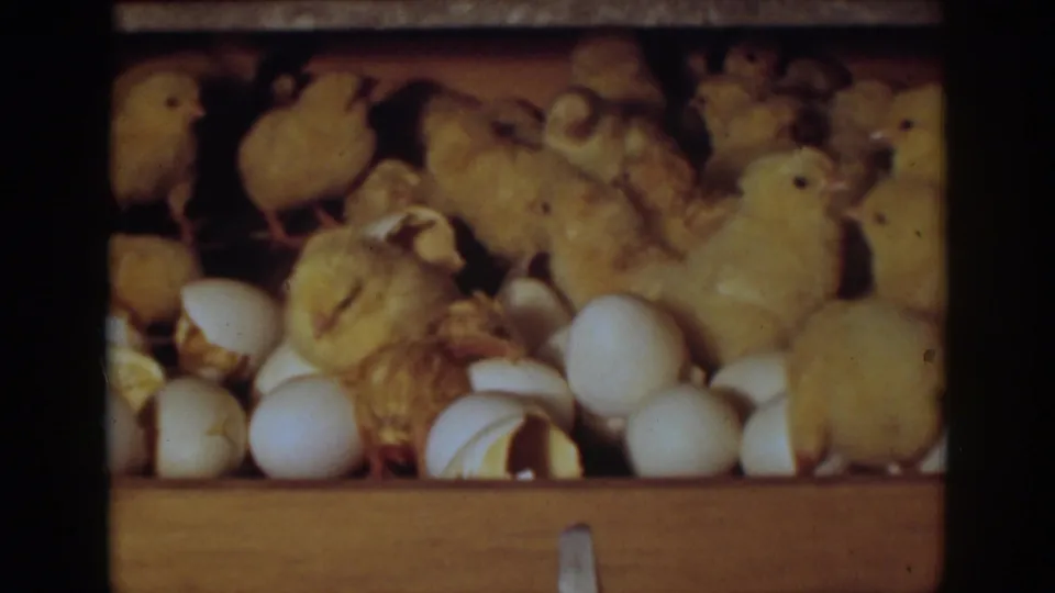 Close 8mm view from Auburn, California in 1939 showing small yellow chicks huddled around eggs and cracked shells.
