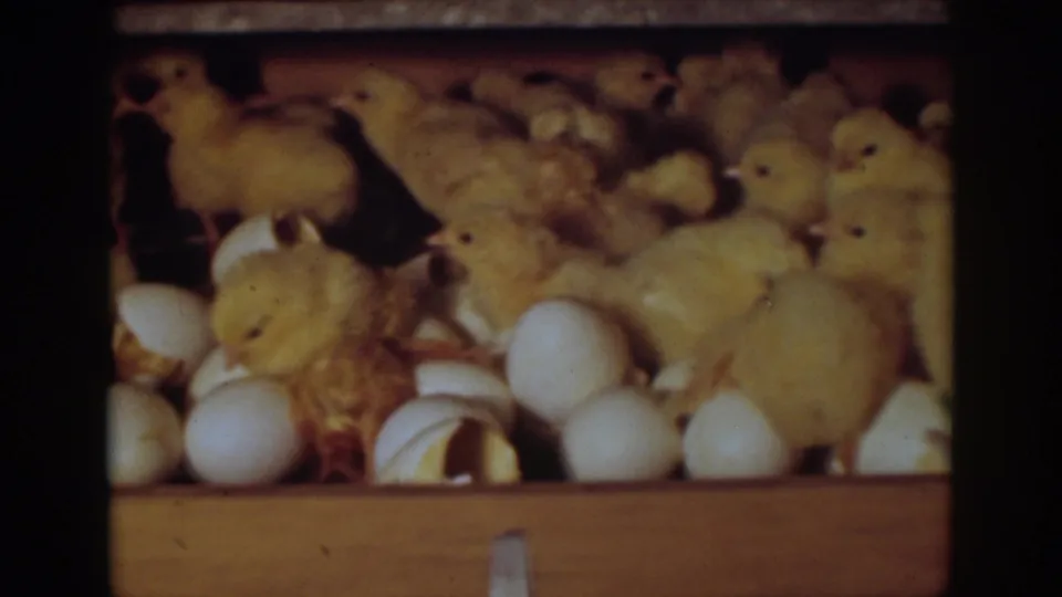 1939 Auburn, California 8mm still of fluffy yellow chicks beside intact eggs and cracked shells in a shadowed wooden coop.