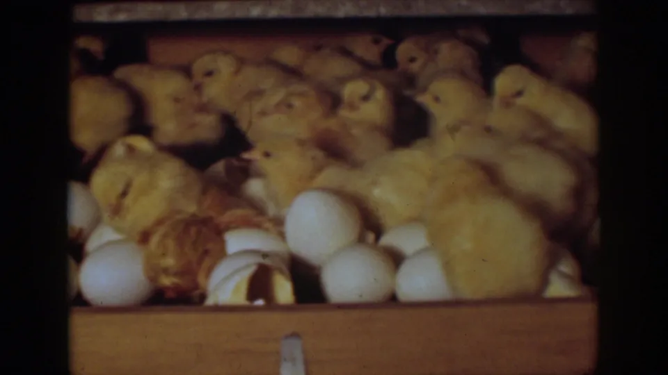 1939 Auburn, California 8mm frame showing yellow chicks huddled with intact eggs and broken shells in a wooden box.