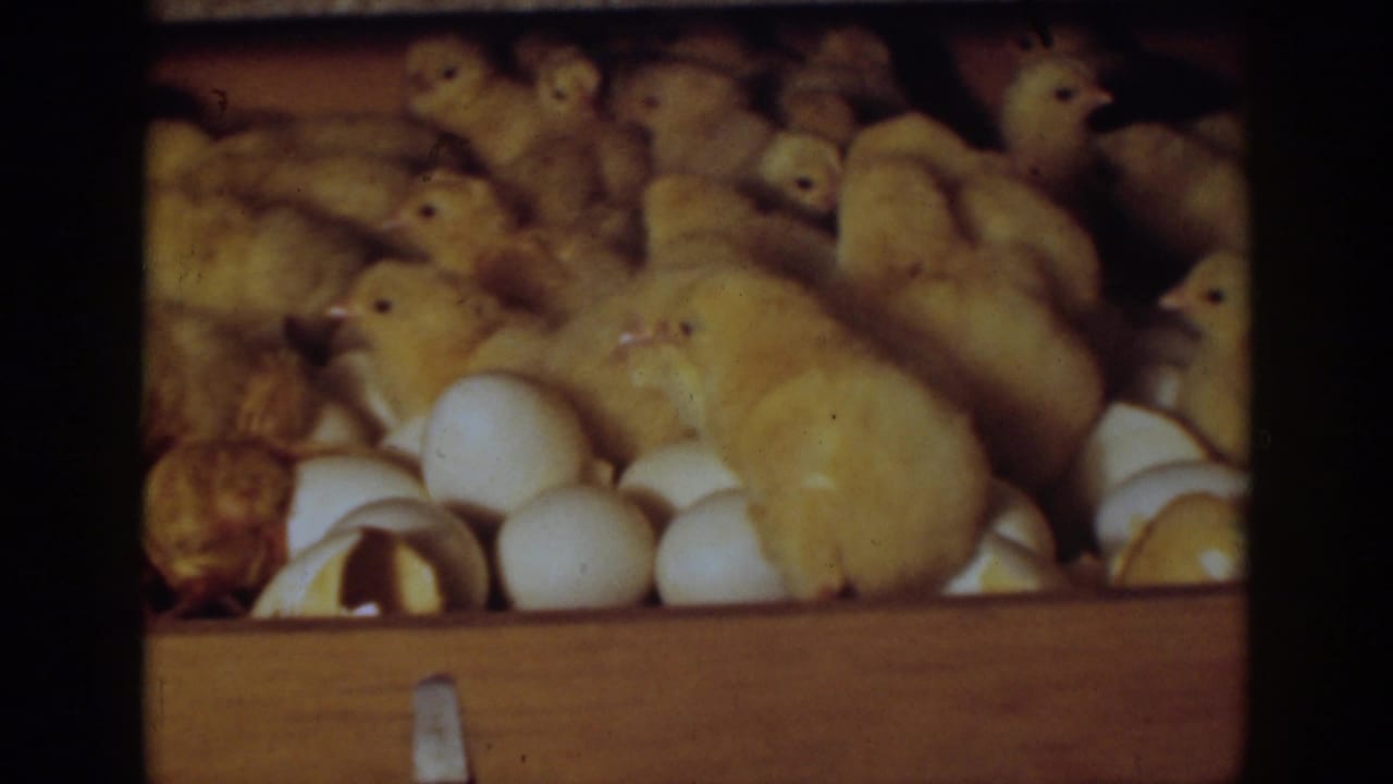 A group of yellow chicks stands among white eggs and cracked shells.