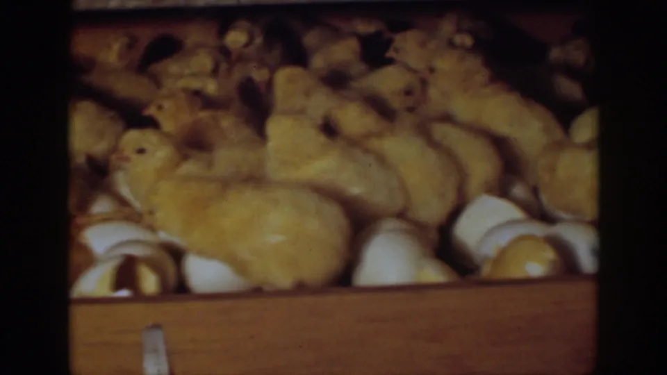 Auburn, California 1939 8mm still showing fluffy yellow chicks pressed together with eggs and broken shells in a wooden box.