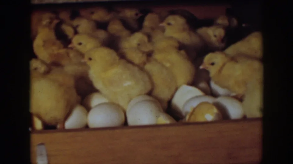 1939 Auburn, California frame showing several yellow chicks among intact eggs and shell fragments inside a shallow wooden box.