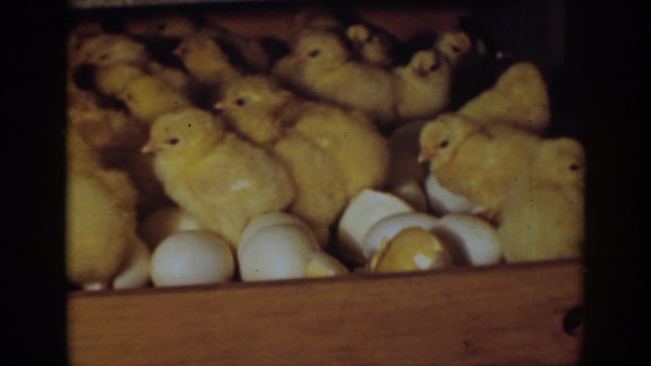 Yellow chicks cluster among cracked eggshells inside a wooden incubator tray.