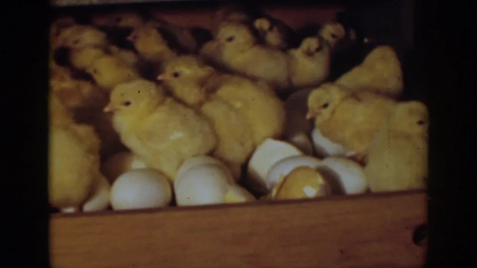 In 1939 Auburn, California home-movie footage, yellow chicks crowd around broken eggshells in a wooden incubator tray.