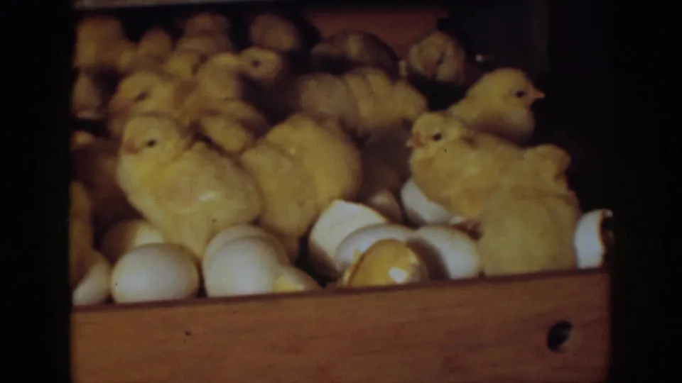 Yellow chicks appear in a wooden incubator with cracked eggshells, shown in warm color 8mm footage from Auburn, California in 1939.