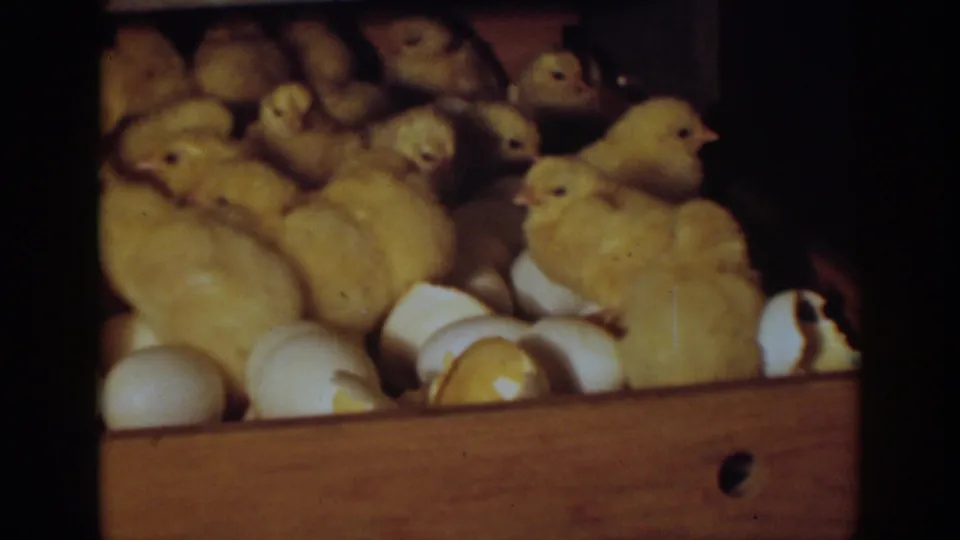 A dense cluster of baby chicks fills the incubator tray, with broken shells visible in 1939 Auburn, California 8mm home-movie footage.