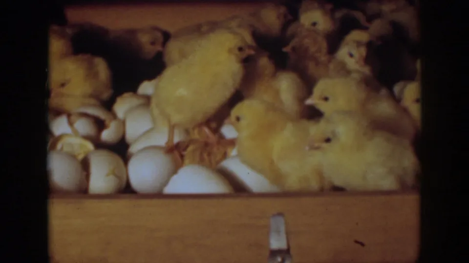 One chick stands over broken shells while others rest nearby inside the wooden incubator in the 1939 Auburn, California home movie.