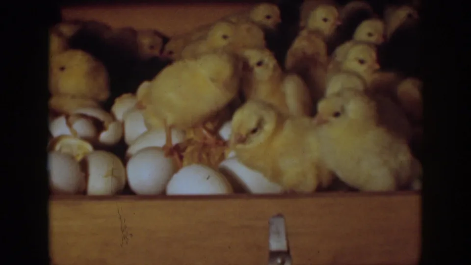 Recently hatched yellow chicks gather around intact eggs and cracked shells in a wooden incubator, Auburn, California, 1939.