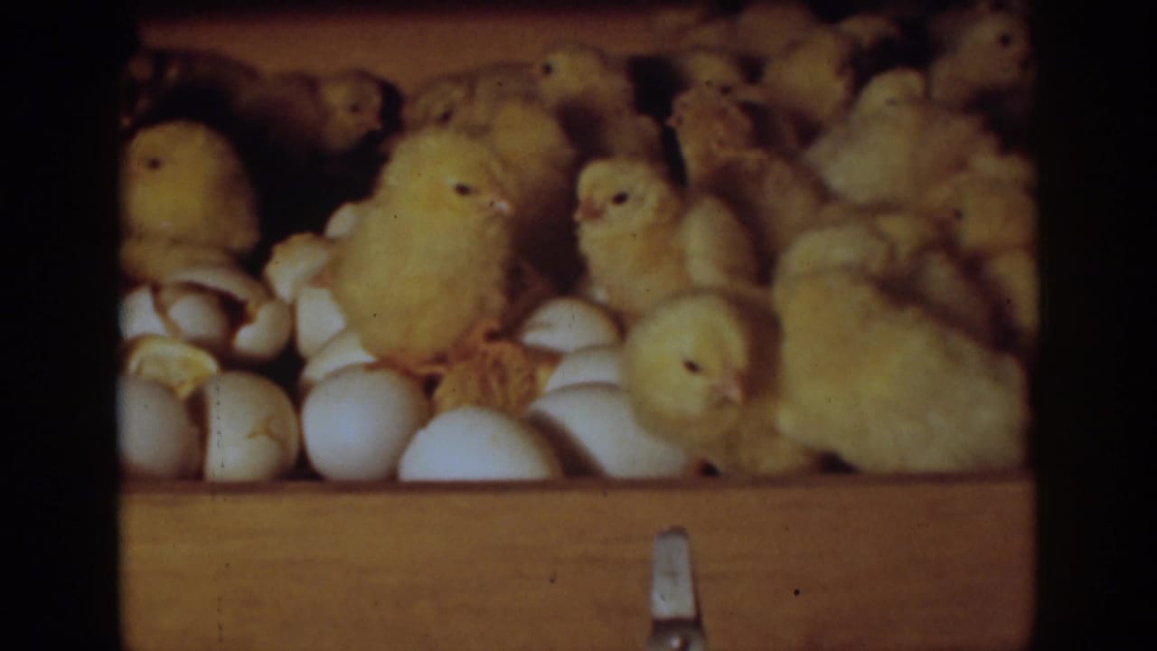 Several downy chicks stand and peck near eggs in the incubator tray.