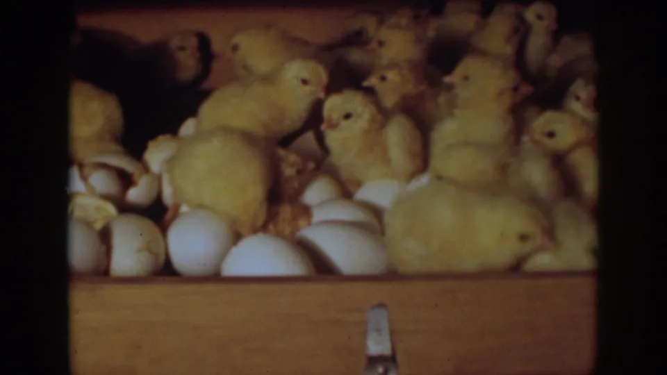A dense cluster of yellow chicks fills the incubator tray beside intact eggs and broken shells, Auburn, California, 1939.