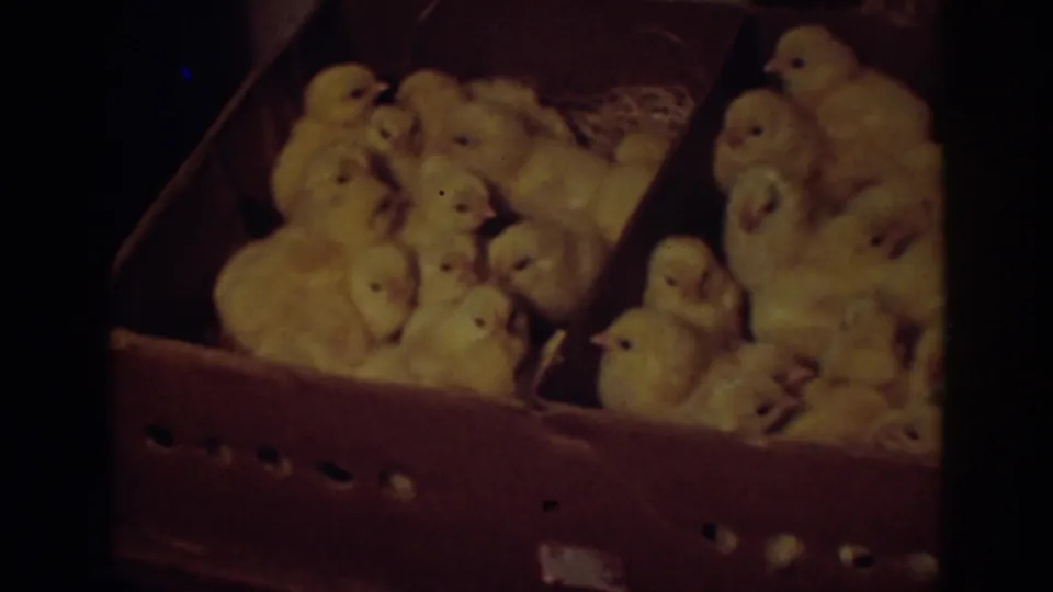 Yellow chicks gather in a wooden incubator compartment with straw-like bedding, Auburn, California, 1939.