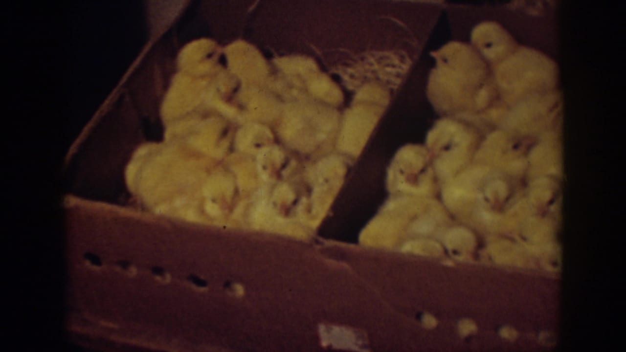 Yellow chicks huddle in a divided cardboard box with straw bedding.