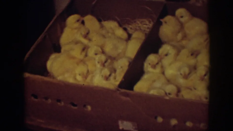 In Auburn, California, 1939 home-movie footage, newborn yellow chicks cluster inside a brown cardboard box lined with straw.