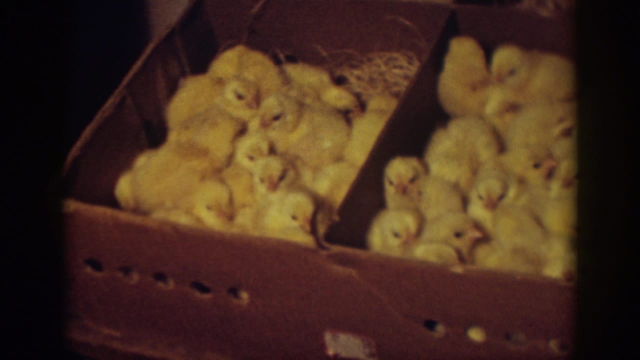 Clusters of yellow chicks sit in both sides of a cardboard box.